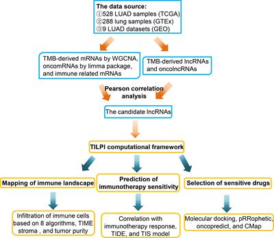 A tumor mutational burden-derived immune computational framework selects sensitive immunotherapy/chemotherapy for lung adenocarcinoma populations with different prognoses